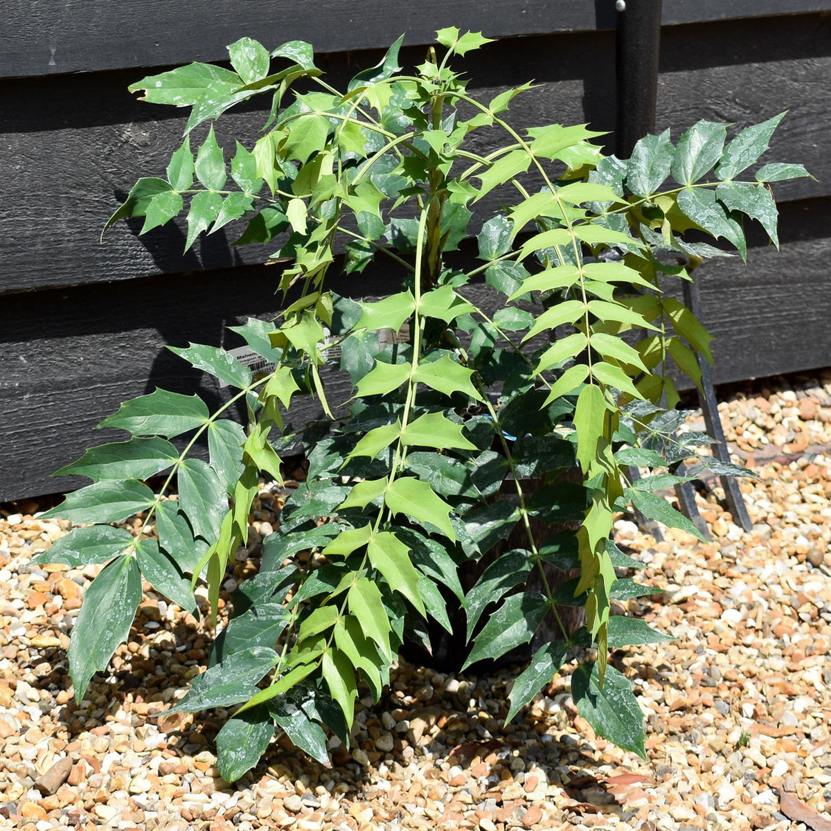 Mahonia media Winter Sun| Oregon grape 'Winter Sun' - Height 20-30cm - 3lt