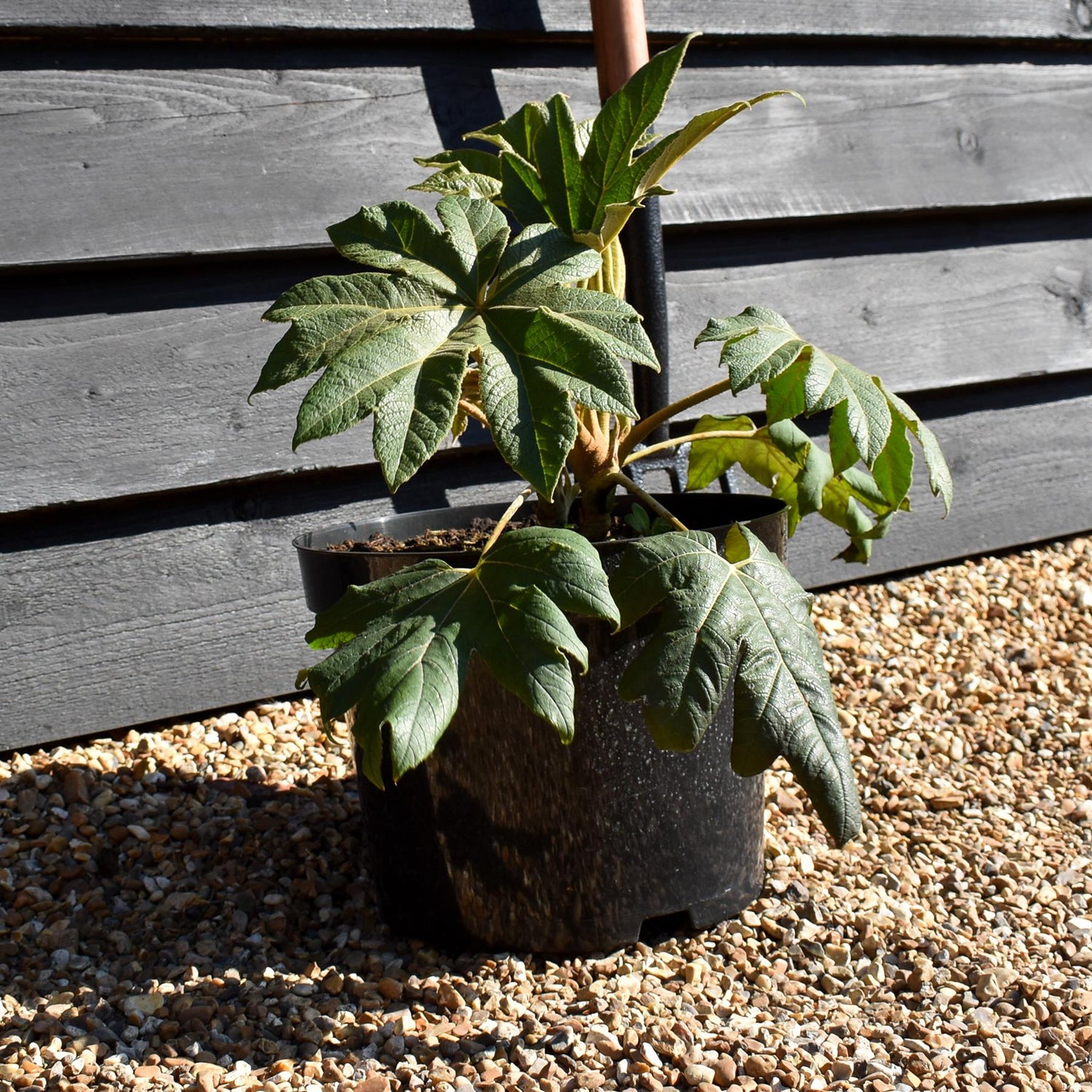 Tetrapanax papyrifera 'Rex' - Shrub - Height 30cm - 10lt