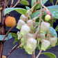 Arbutus Unedo Compacta | Strawberry Tree - Shrub - 10-20cm - 3lt