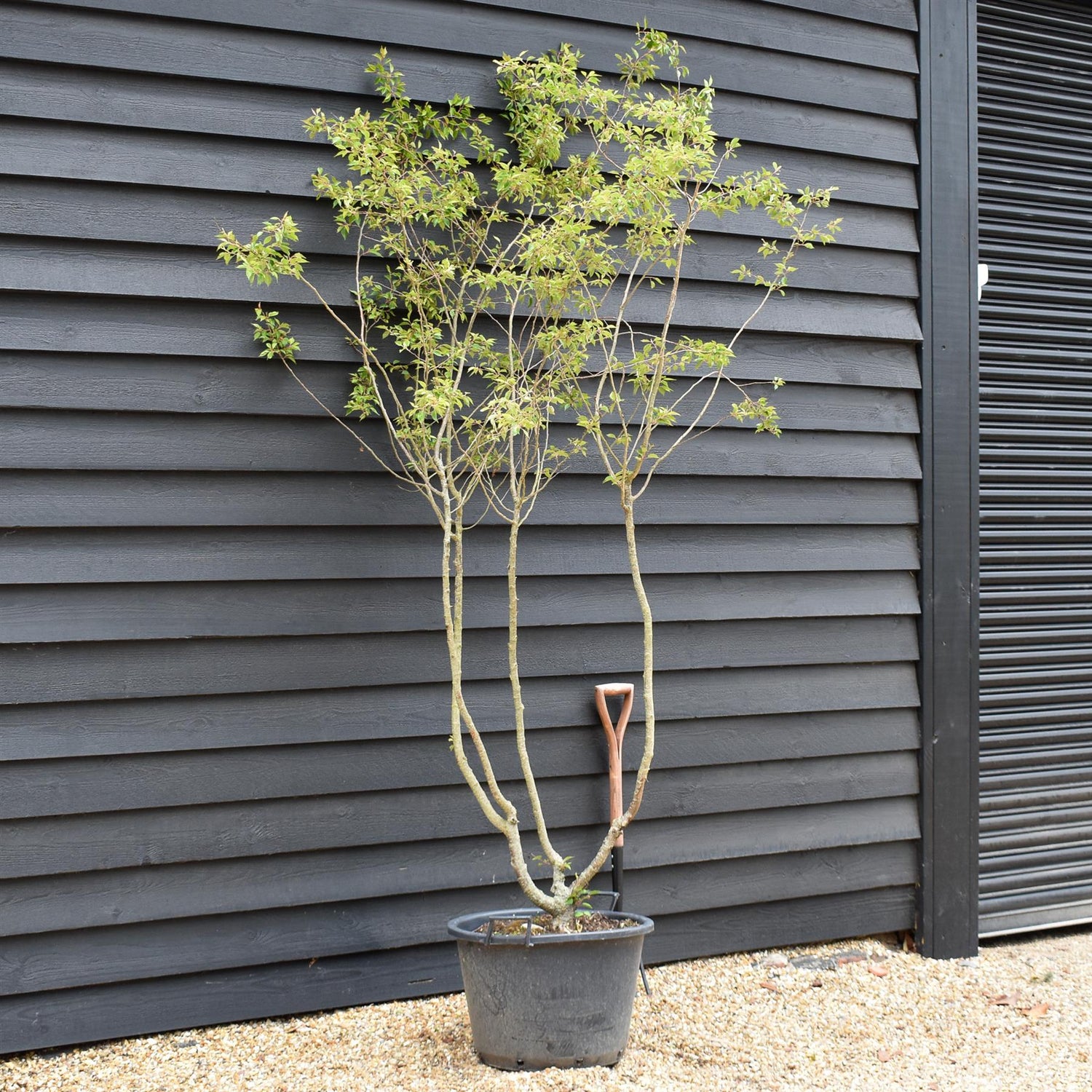 Prunus Subhirtella Autumnalis - Shrub Height 220-250cm - 60lt