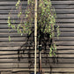 Betula pendula Youngii | Young’s Weeping Birch - 200-240cm, 35lt