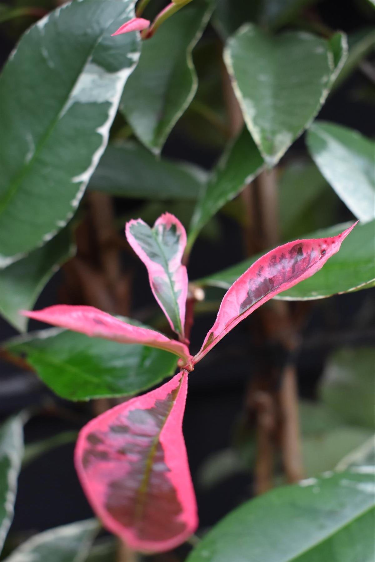 Photinia fraseri Pink Marble ('Cassini') - Metal Frame/Espalier - Height  120cm Width 80cm -40lt