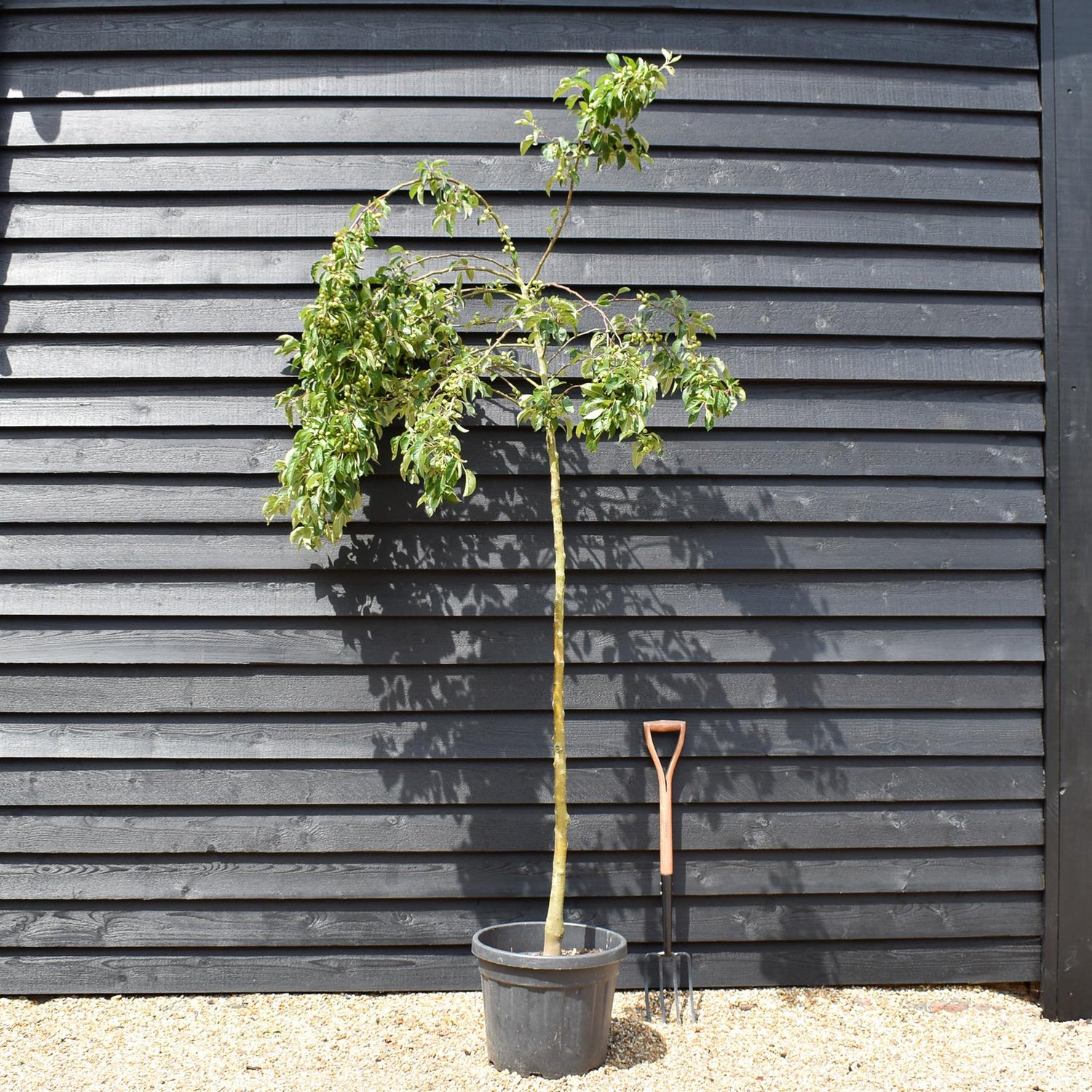 Crab Apple 'Evereste' | Malus - Clear Stem - Height 250-300cm - Girth 6-8cm - 45lt
