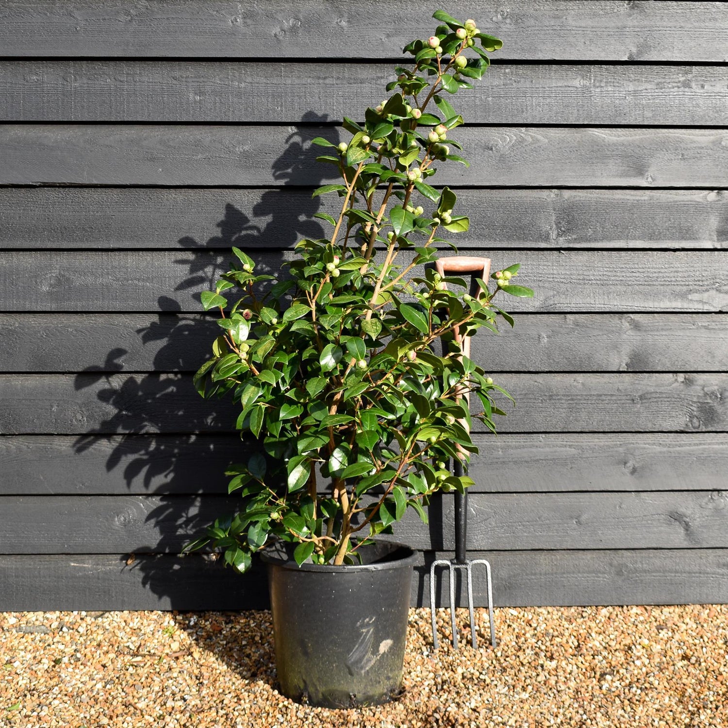 Camellia japonica 'Nuccio's Jewel' - Height 90-100cm - 25lt