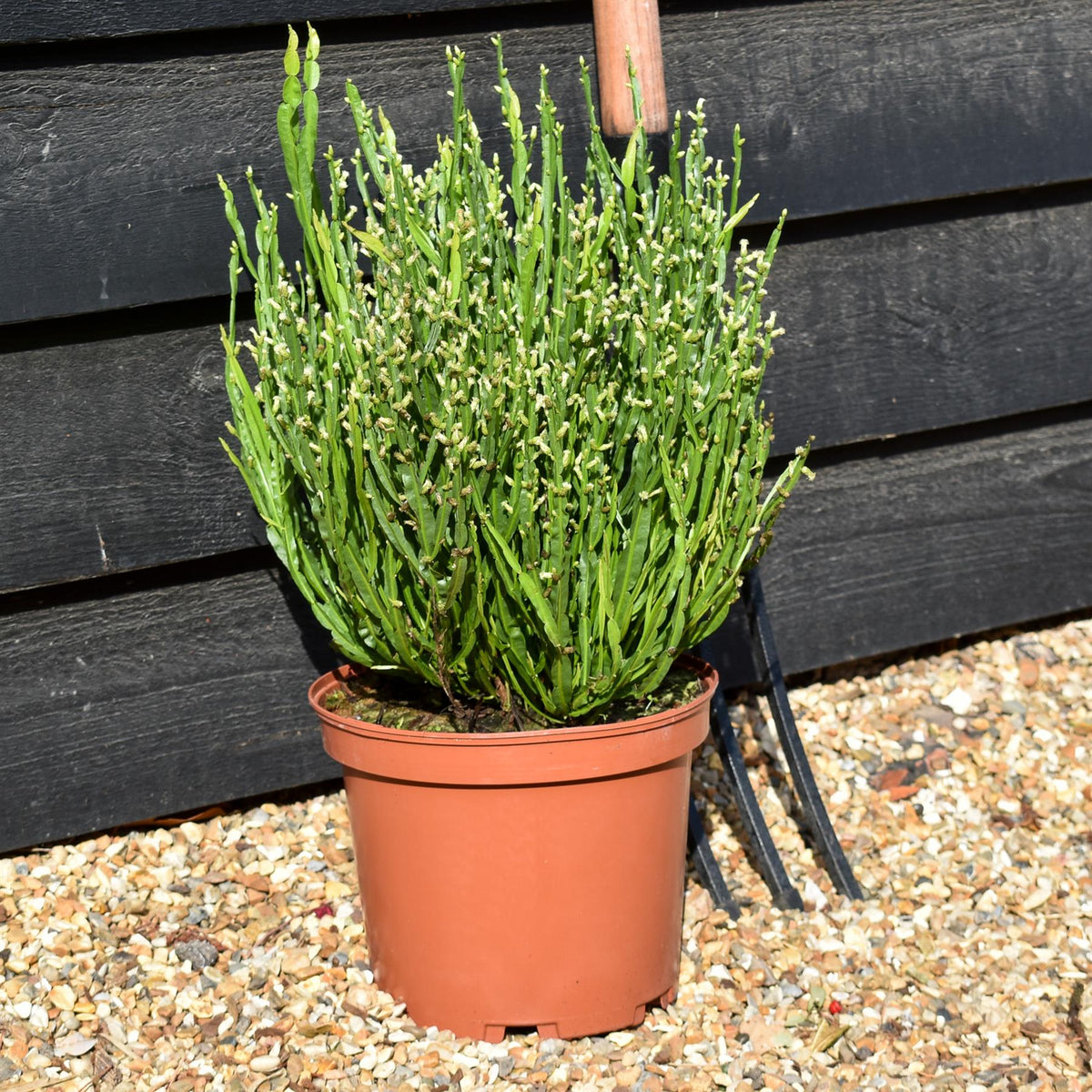 Baccharis genistelloides 'Coral Wave' - Shrub - Height 30-40cm - 5lt