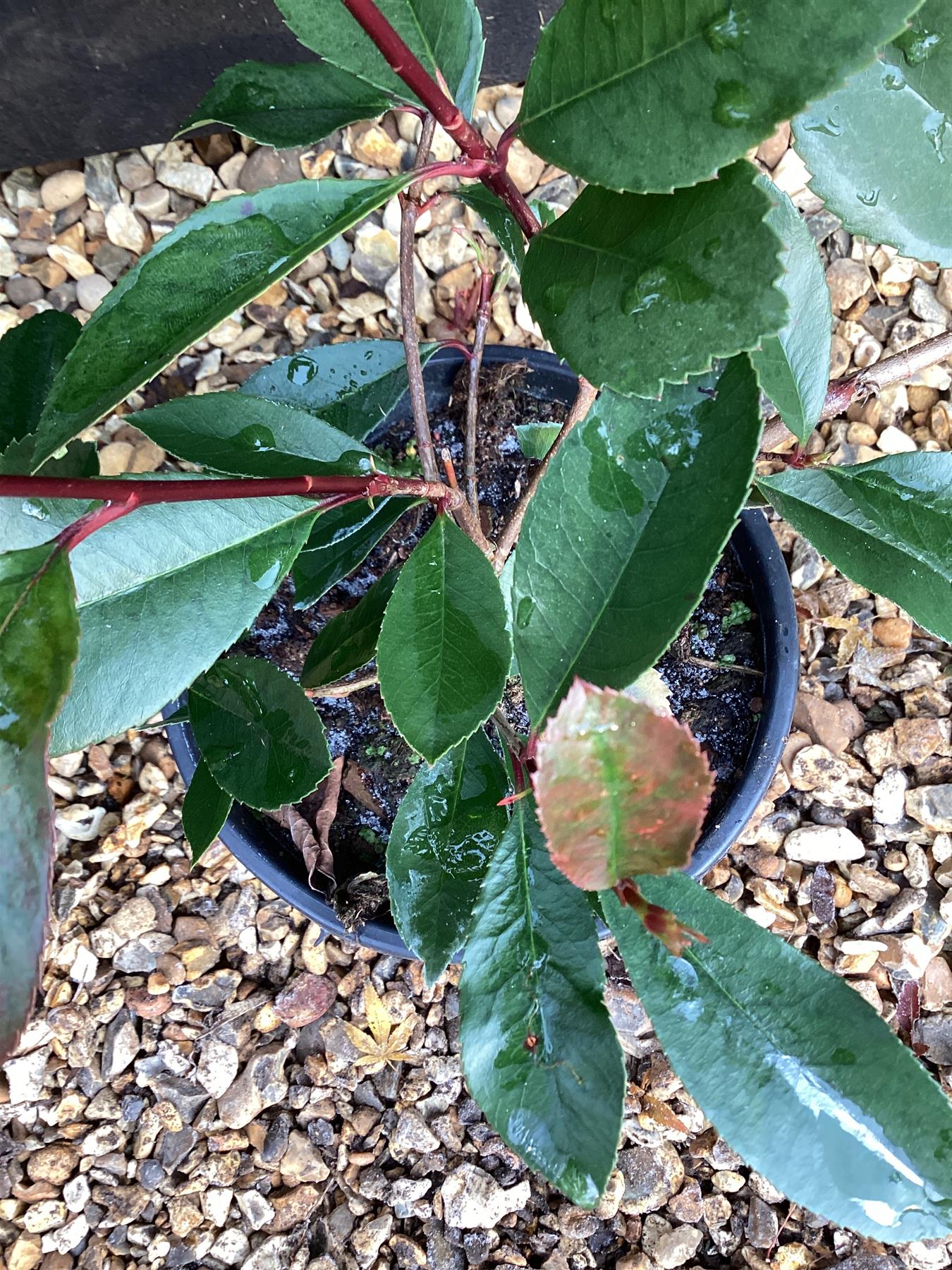 Photinia Red Robin - 40/60cm, 5lt