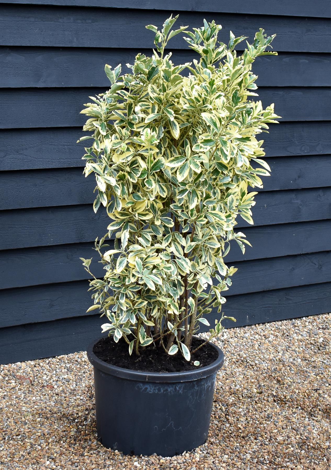 Euonymus japonicus 'Bravo' - Shrub - Variegated - Height 120-130cm - 40lt
