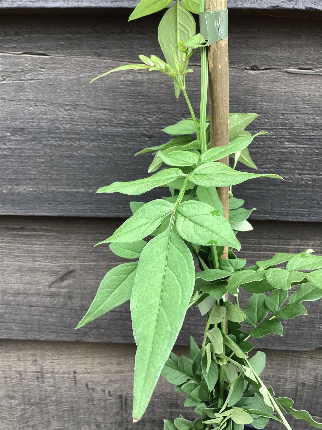 Jasminum officinale | Jasmine - 20-30cm - 3lt