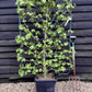 Liquidambar styraciflua | Sweet Gum Tree - Frame - 150-160cm, 30lt