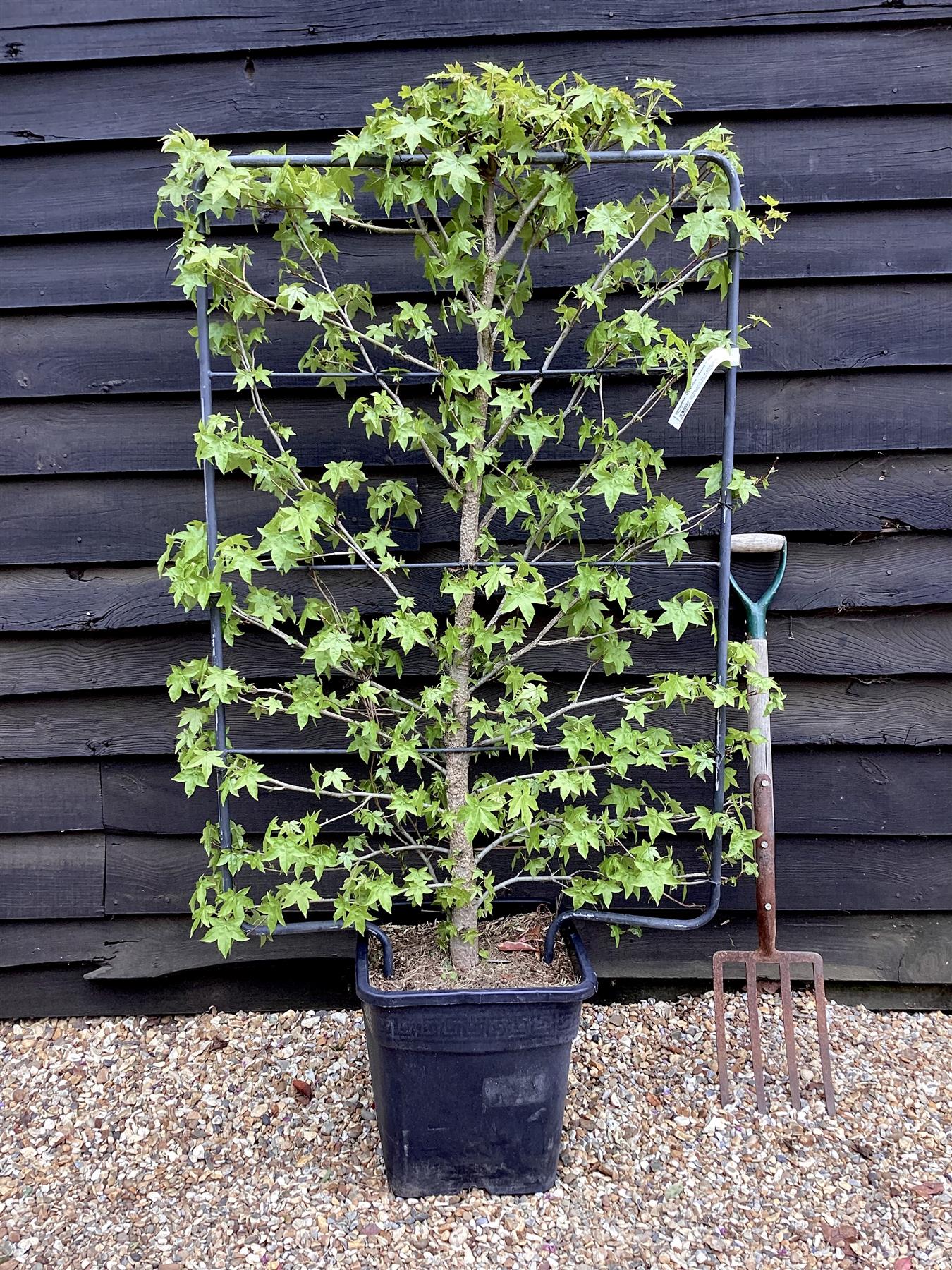 Liquidambar styraciflua | Sweet Gum Tree - Frame - 150-160cm, 30lt