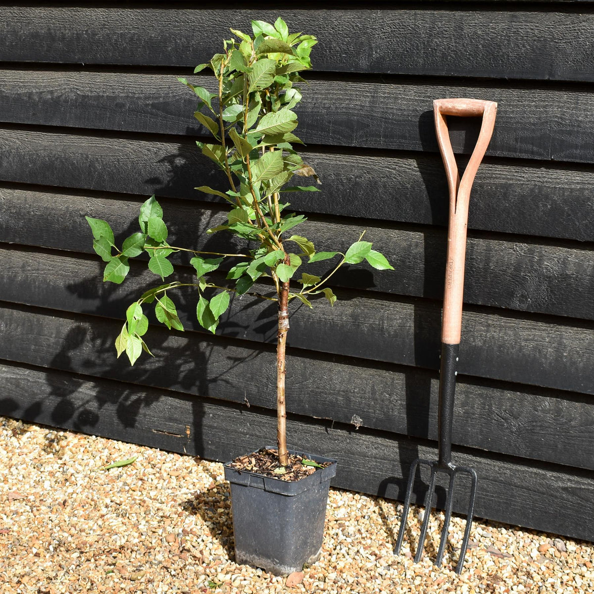 Prunus cerasus 'Morello'  - Patio Rootstock - Height 80-100cm - 7lt