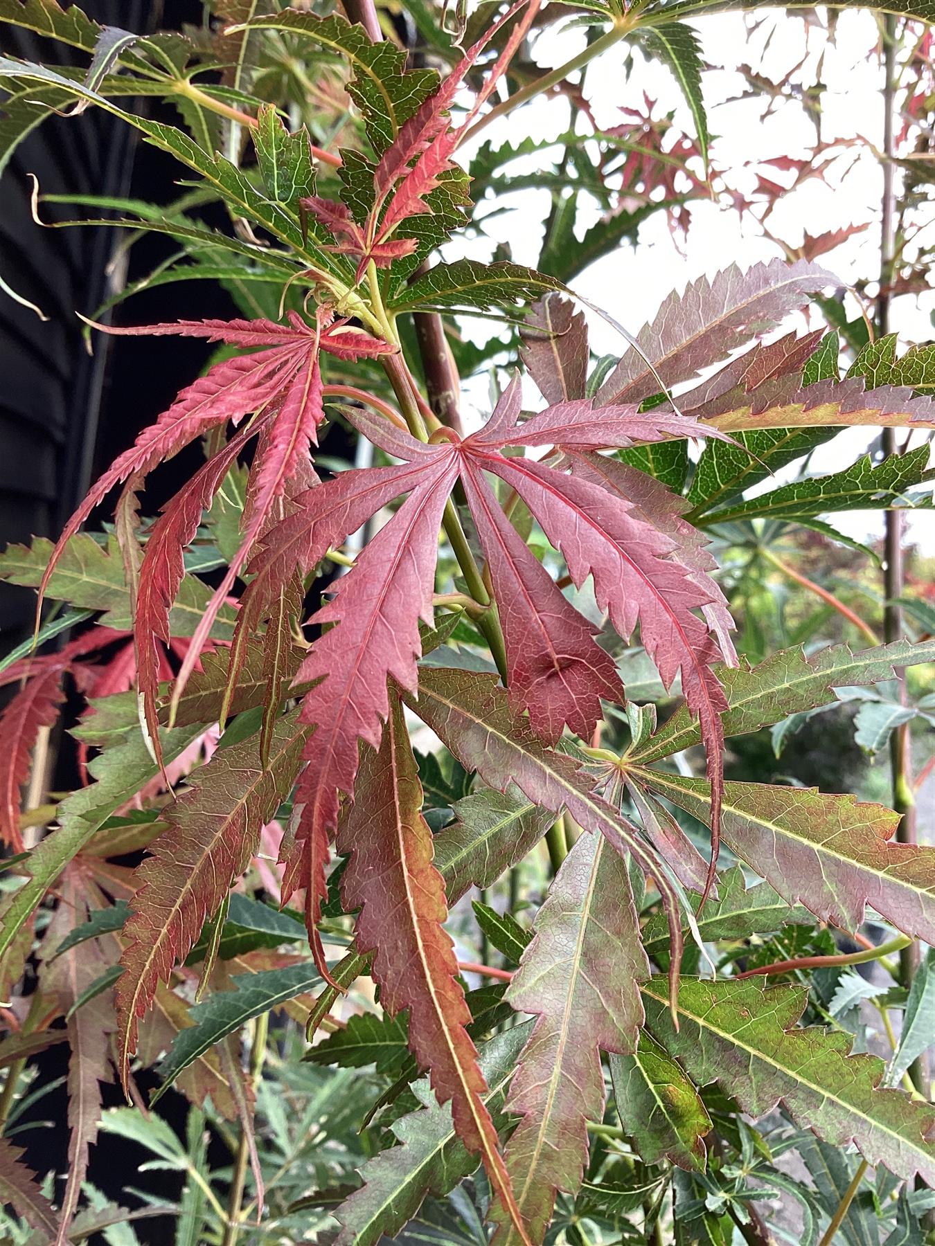 Acer palmatum 'Jerre Schwartz' | Japanese maple 'Jerre Schwartz' - 230-240cm, 35lt
