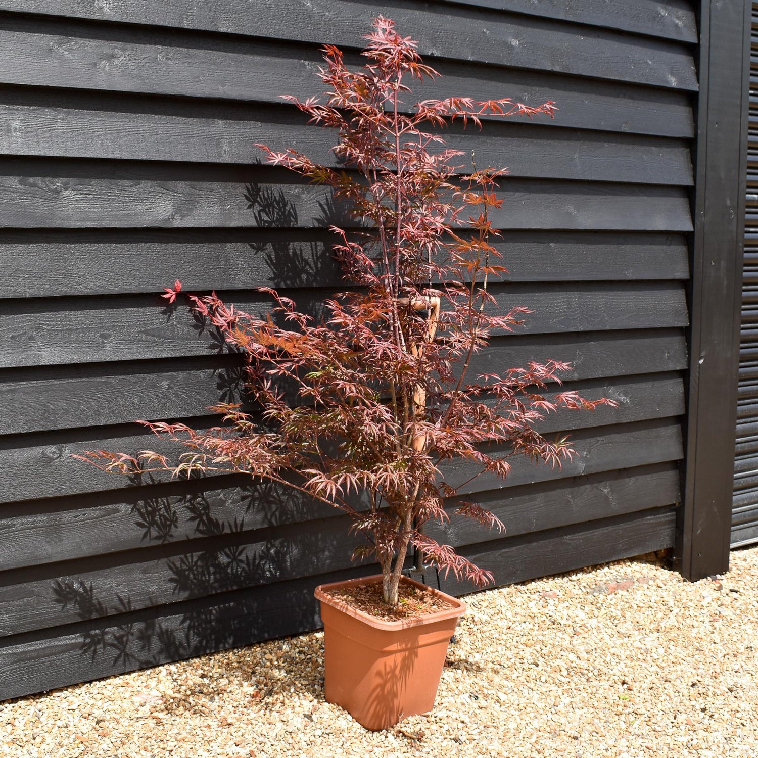 Japanese Maple 'Trompenburg' | Acer palmatum  - Bushy - Height 100-150cm - 18-20lt