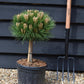 Pinus 'Marie Bregeon' - Clear Stem 20cm - Height 45-55cm - Width 25cm - 8lt