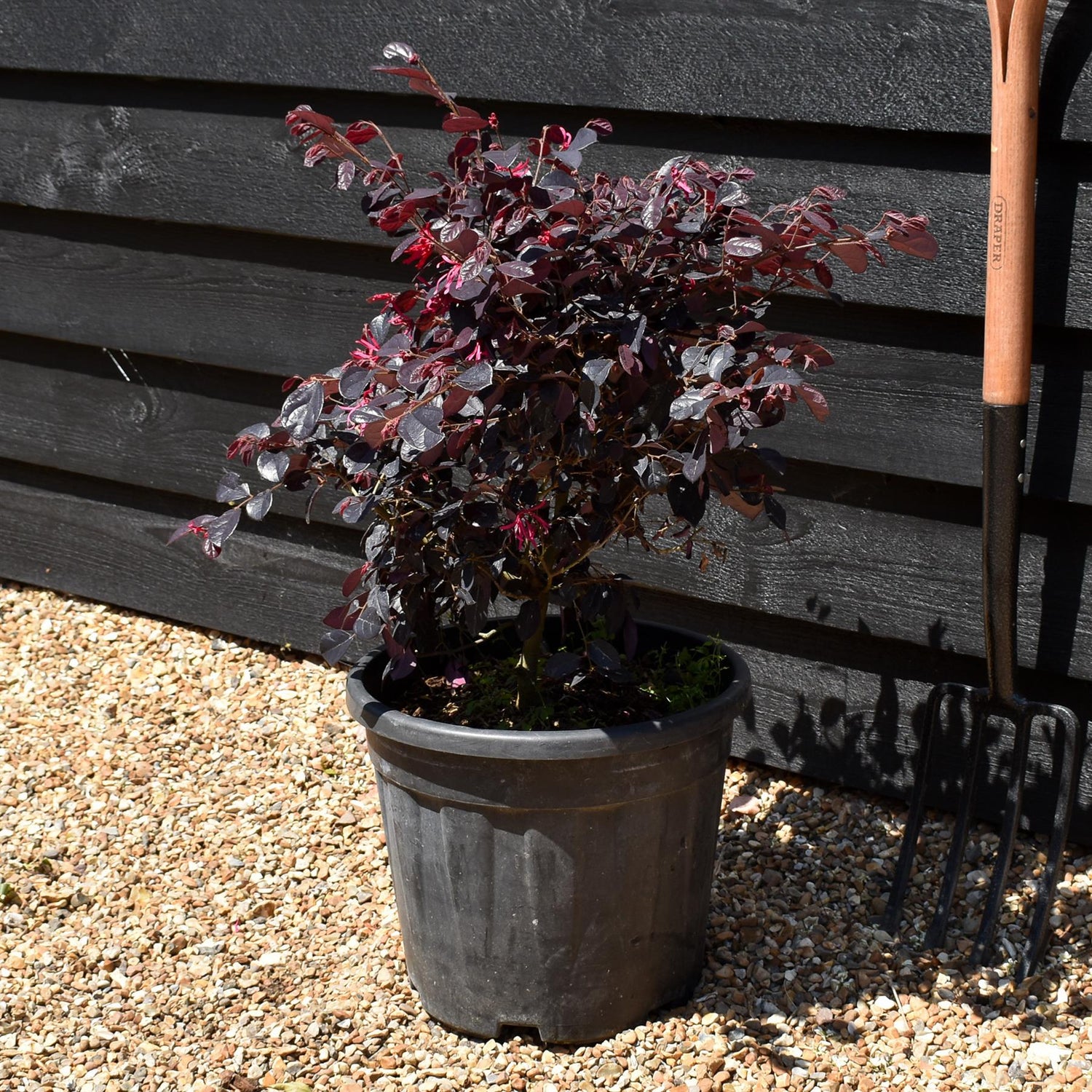 Chinese Fringe Flower | Loropetalum chinense 'Black Pearl' - Ball - Width 40cm Height 40cm -18lt