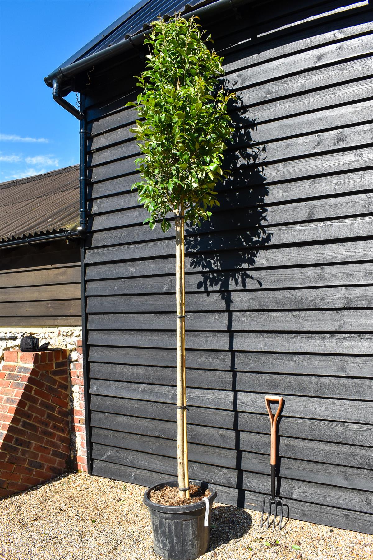 Japanese Privet tree | Ligustrum japonicum - Clear Stem 180cm - Height 220-260cm - Girth 8-10cm - 30lt