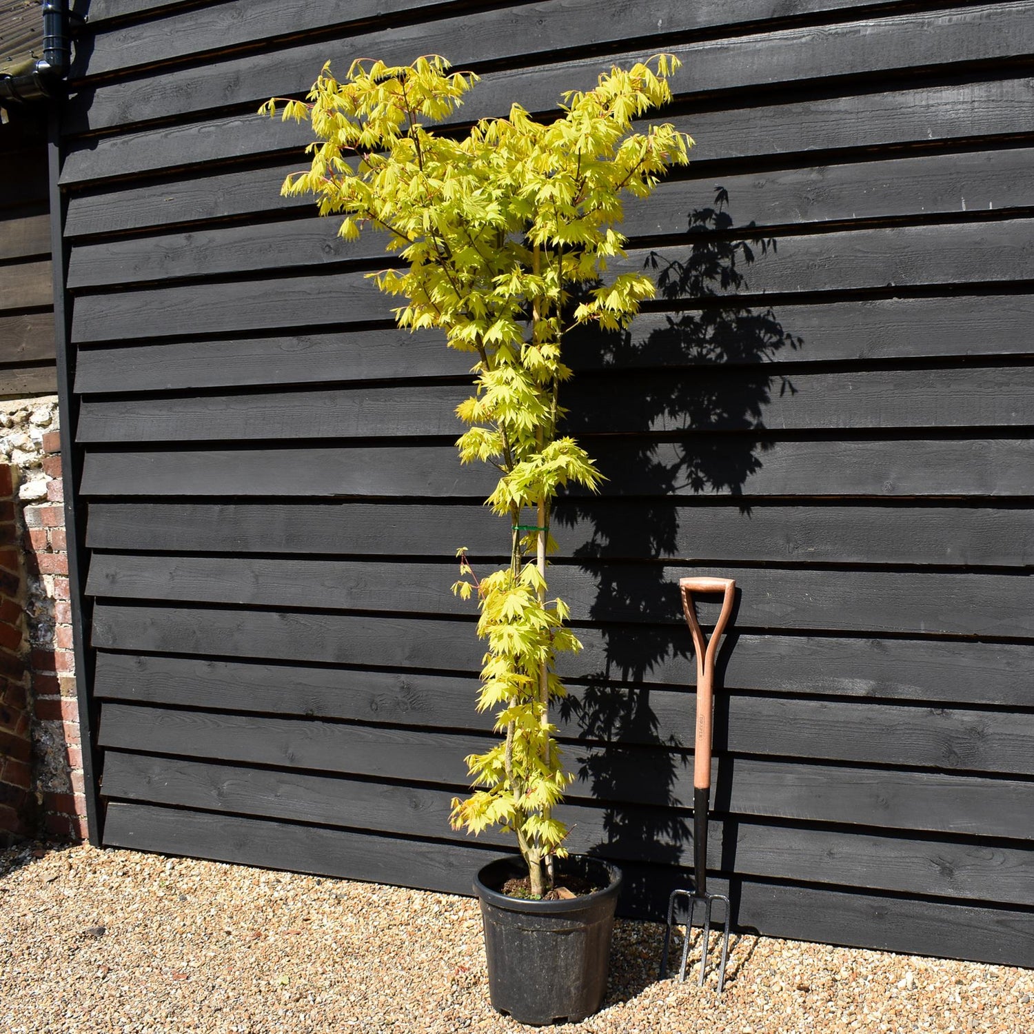 Acer palmatum 'Jordan' | Japanese maple 'Jordan' - Narrow - 160-180cm - 20lt