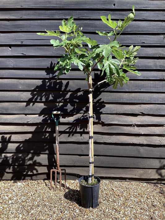 Fig - Ficus carica 'Brogiotto Nero' - 150-160cm, 10lt