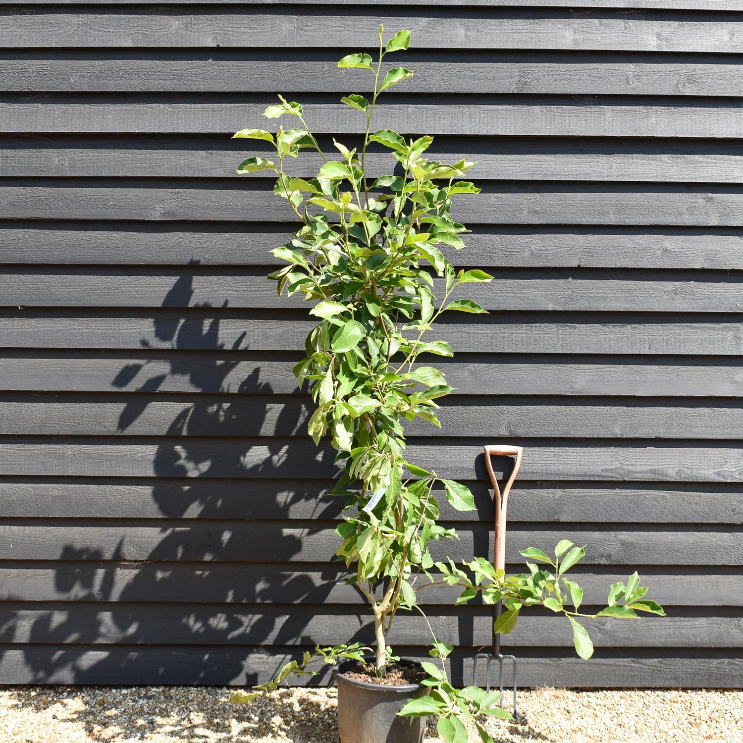 Magnolia x soulangeana - Bush - Height 140-150cm - 20lt