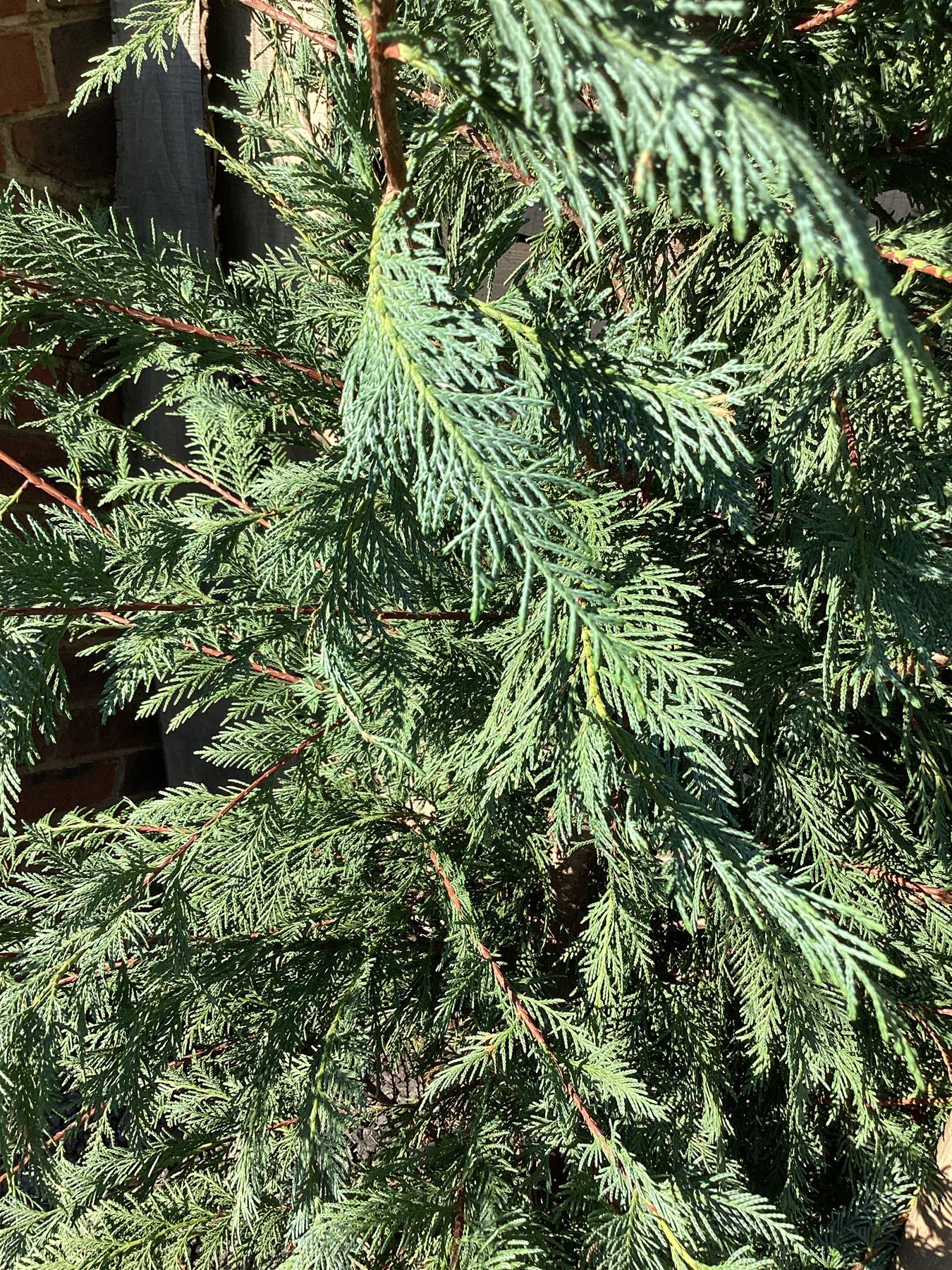 Leyland Cypress - 280-290cm, 25lt