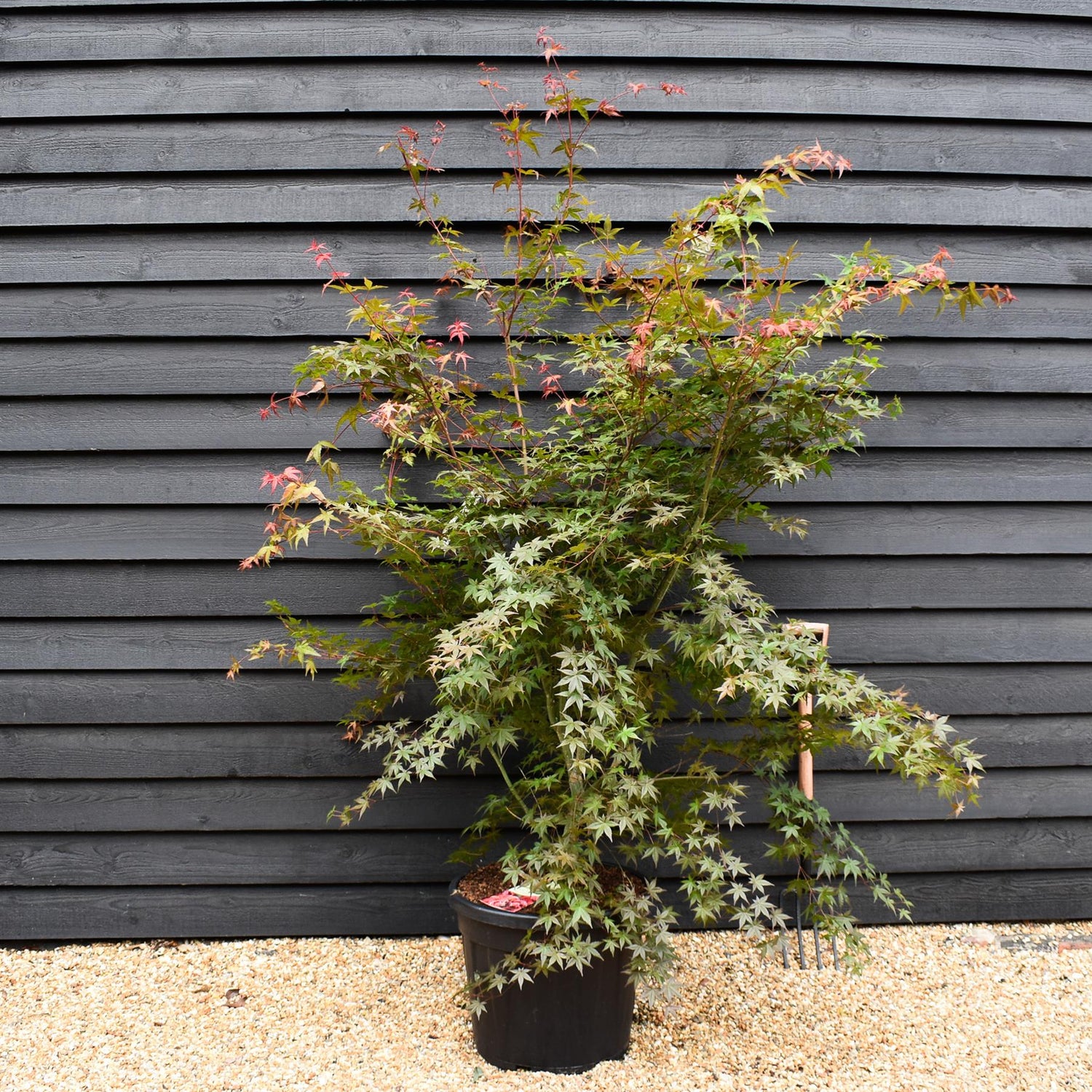 Acer palmatum 'Beni-maiko' | Japanese maple 'Beni-maiko' - Bushy -Height 190-200cm - 55lt
