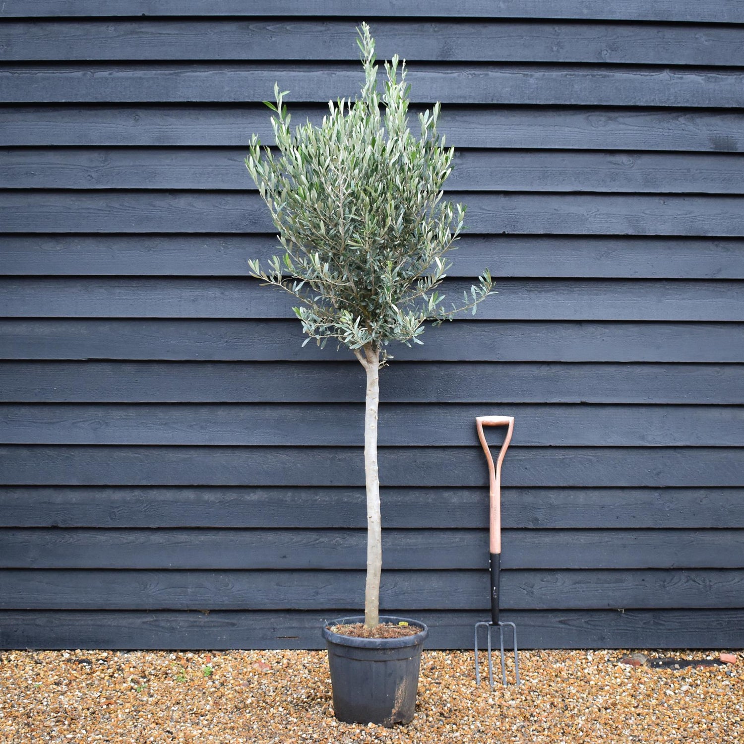 Olive Tree | Olea Europea - Clear Stem 80-90cm - Height 180-190cm - 20lt