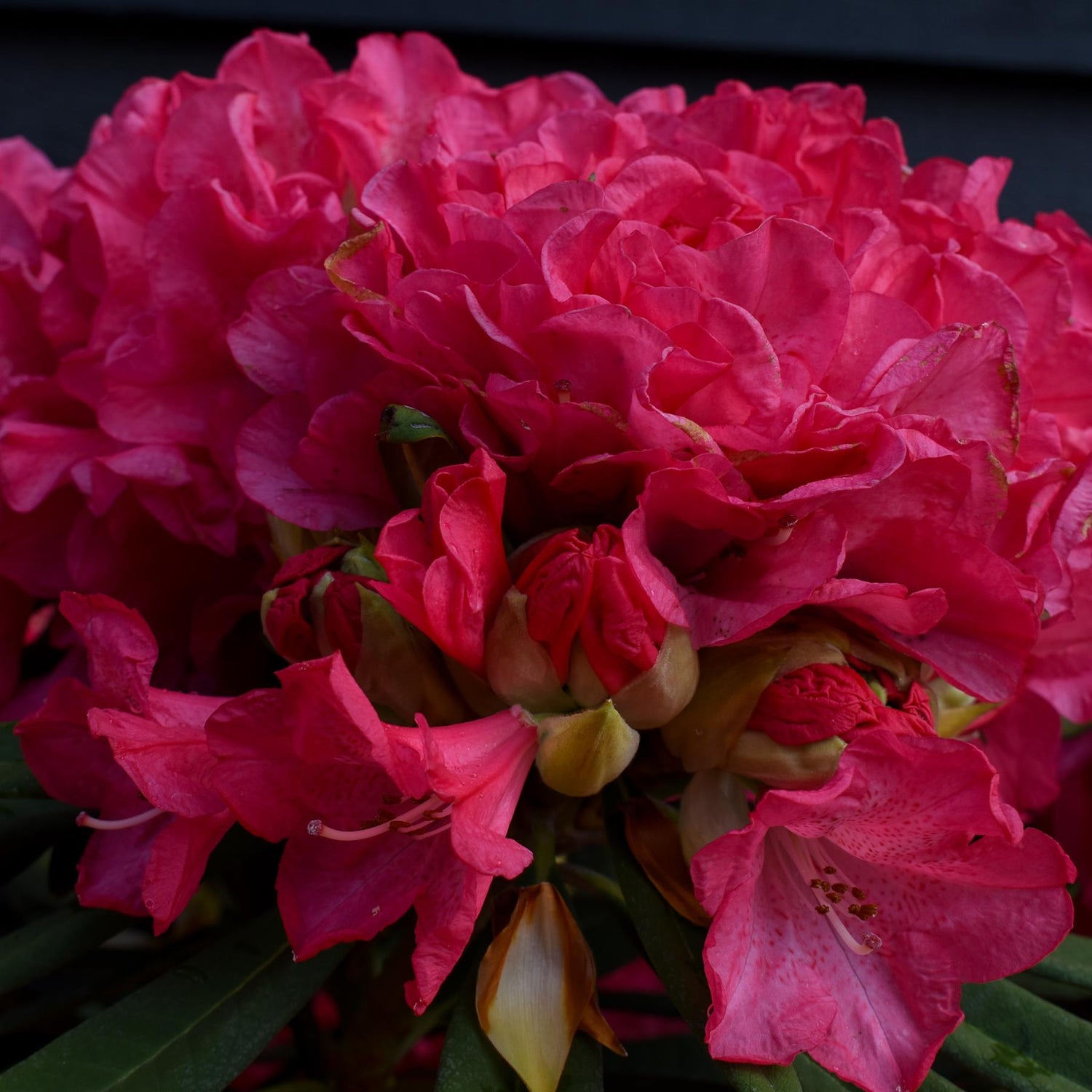 Rhododendron 'Ana' - Shrub - Height 65-75cm - Width 80-90cm - 15lt