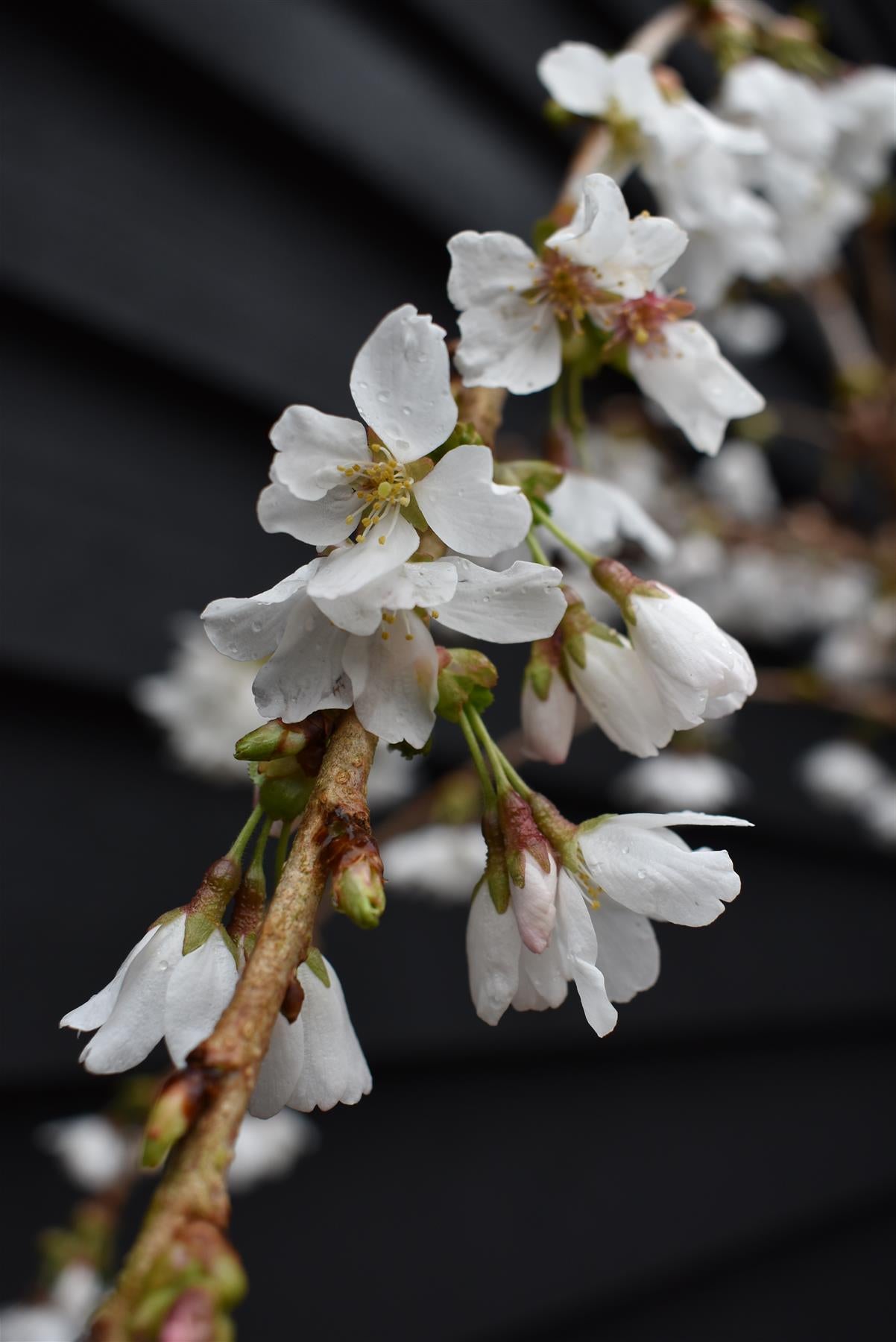Prunus 'Snow Showers' | Weeping Cherry ‘Snow Showers’ - Height 170-200cm, 10lt