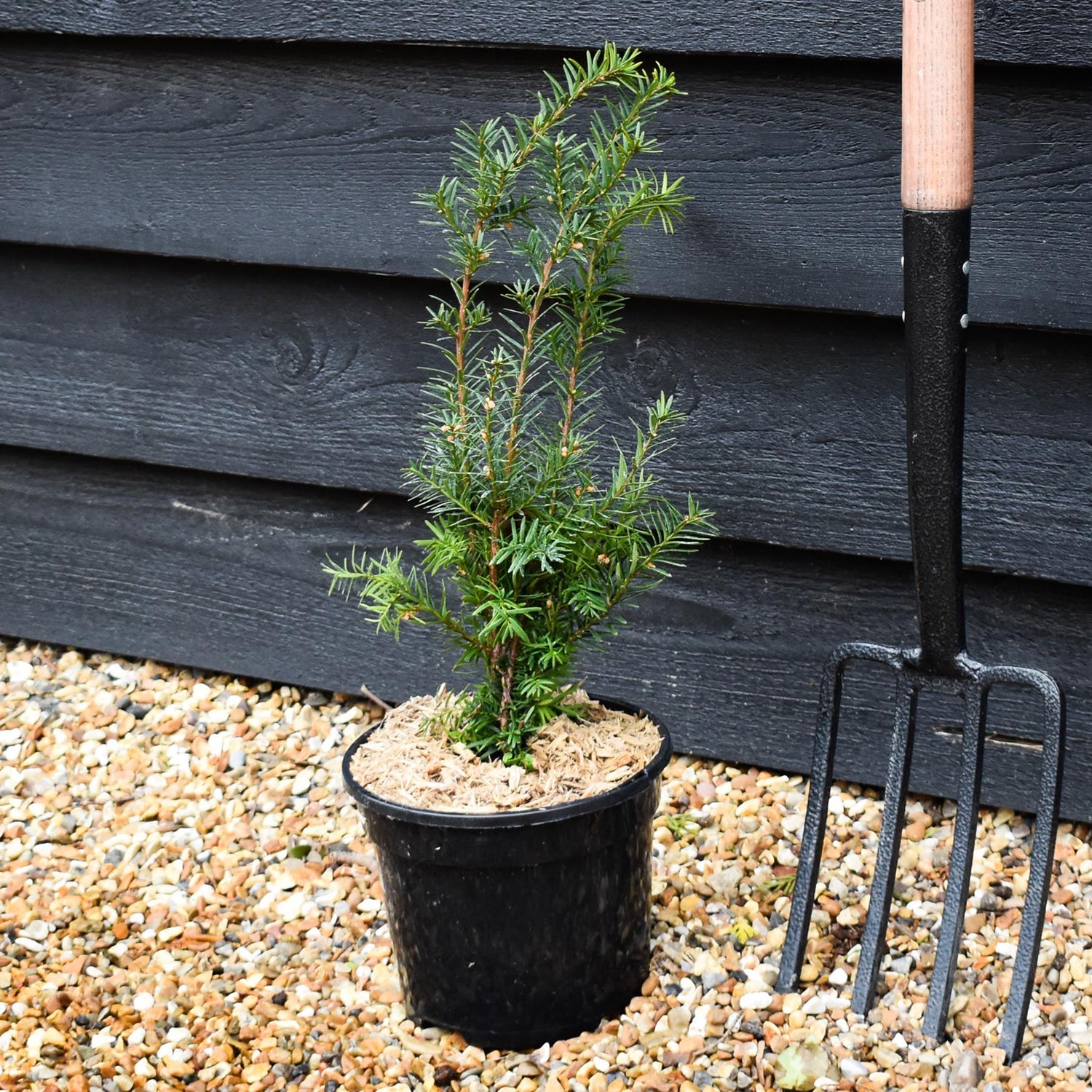 Taxus Media Densiformis - Height 30-60cm - 3lt