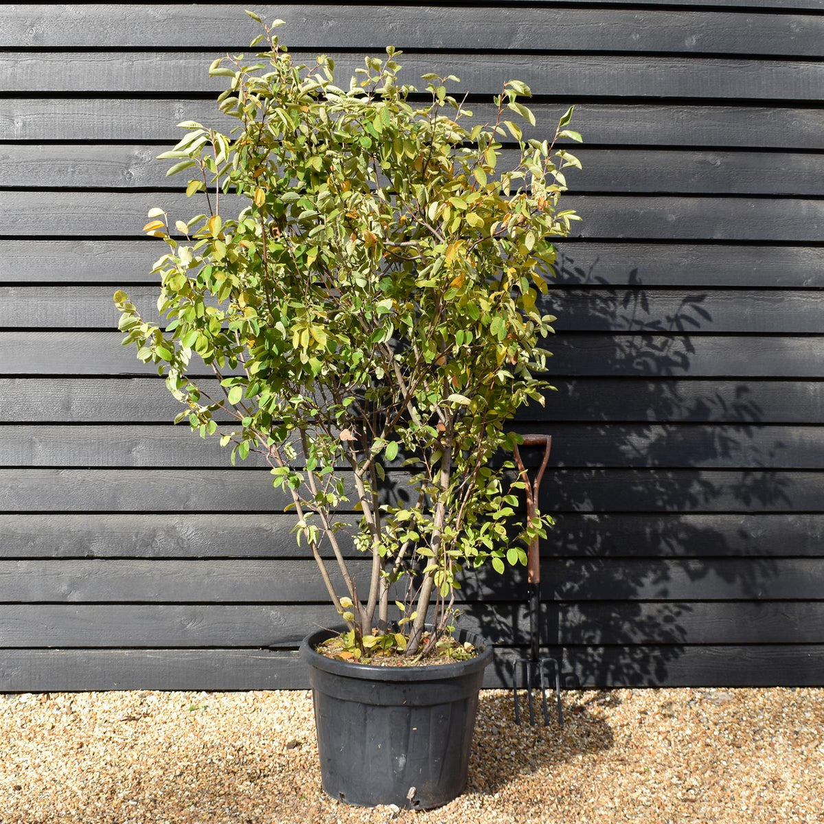 Amelanchier lamarckii - Multi Stem - Height 170cm-200cm  - Width 90cm-120cm  - 70lt