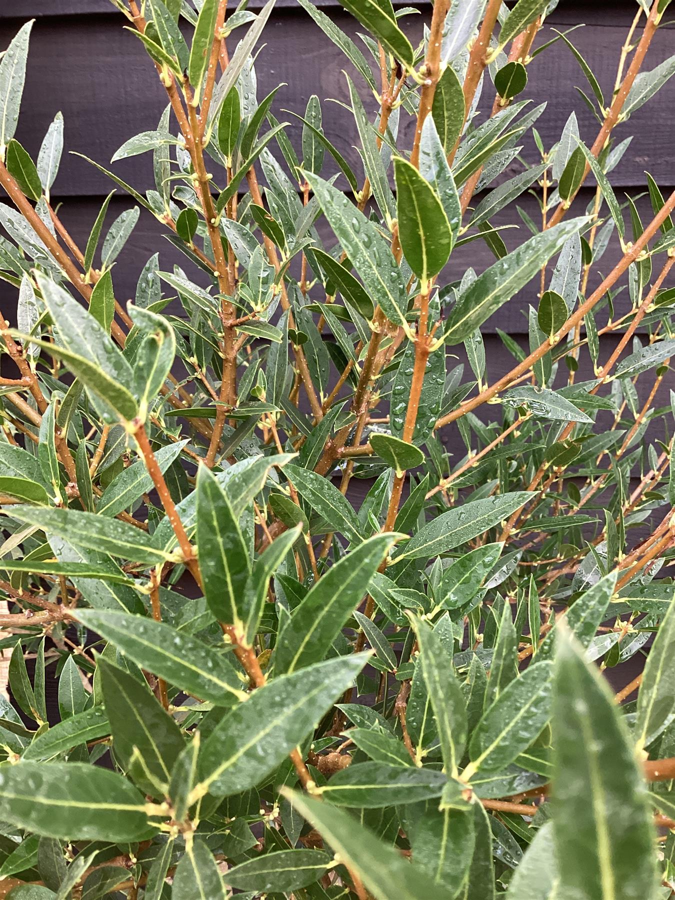 Phillyrea Angustifolia | Narrow-Leaved Mock Privet  - 100-150cm, 20lt
