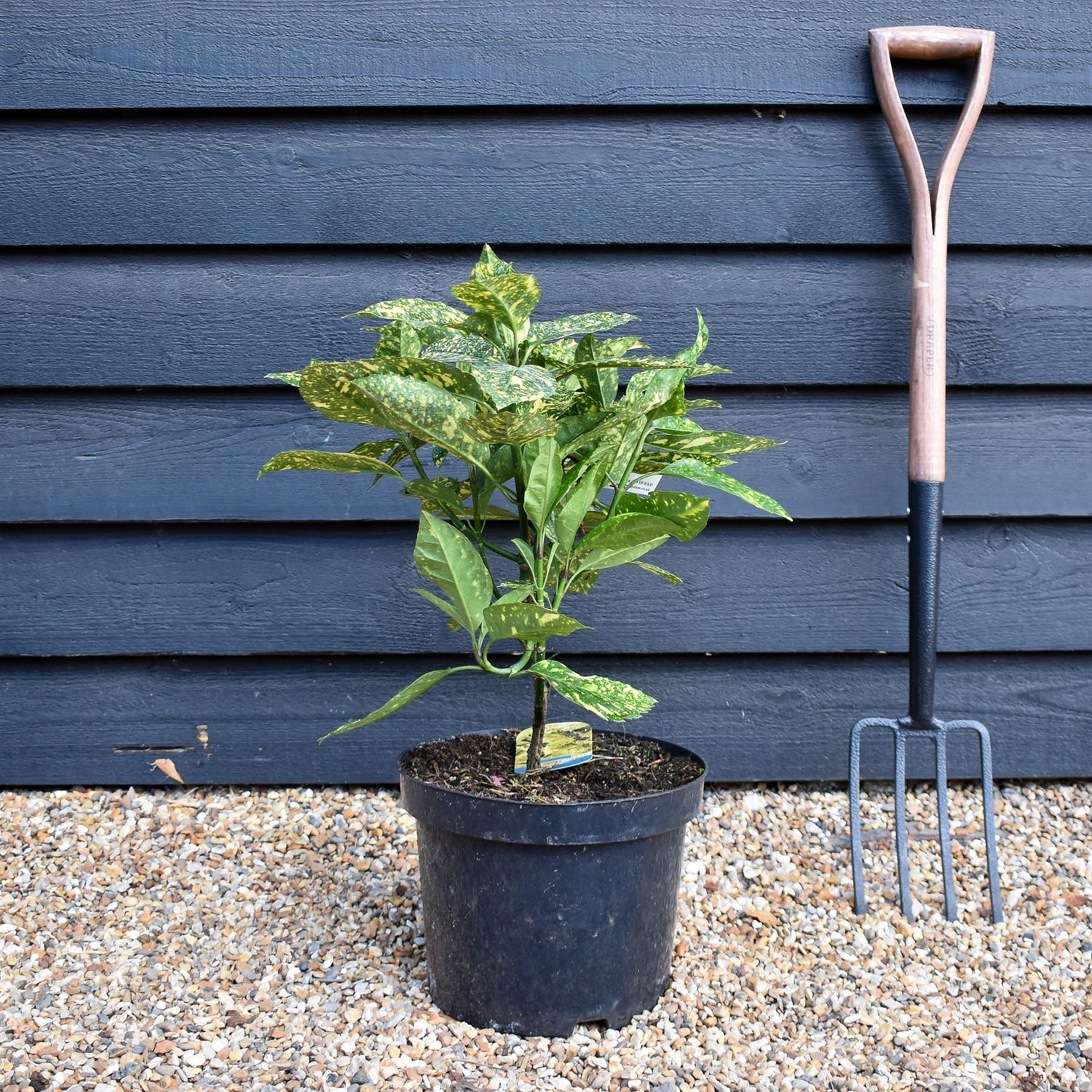Aucuba japonica 'Golden Girl' -  Height 50-80cm - 10lt