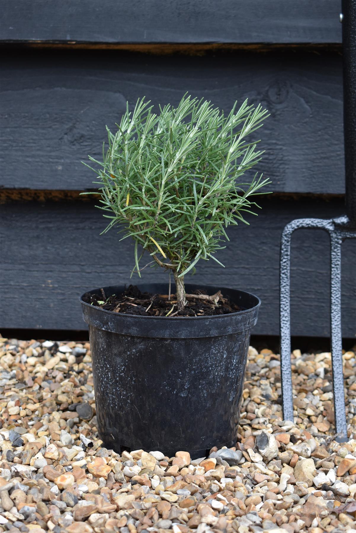 Rosemary | Rosmarinus Miss Jessopp's Upright - 2lt