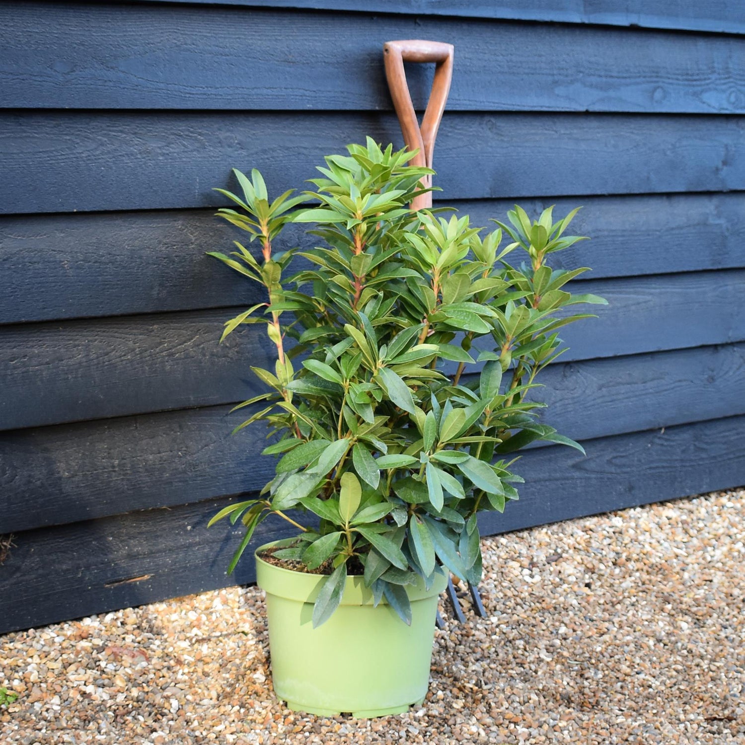 Rhododendron 'Anna Kruschke' - Shrub - Height 60-70cm - 10lt