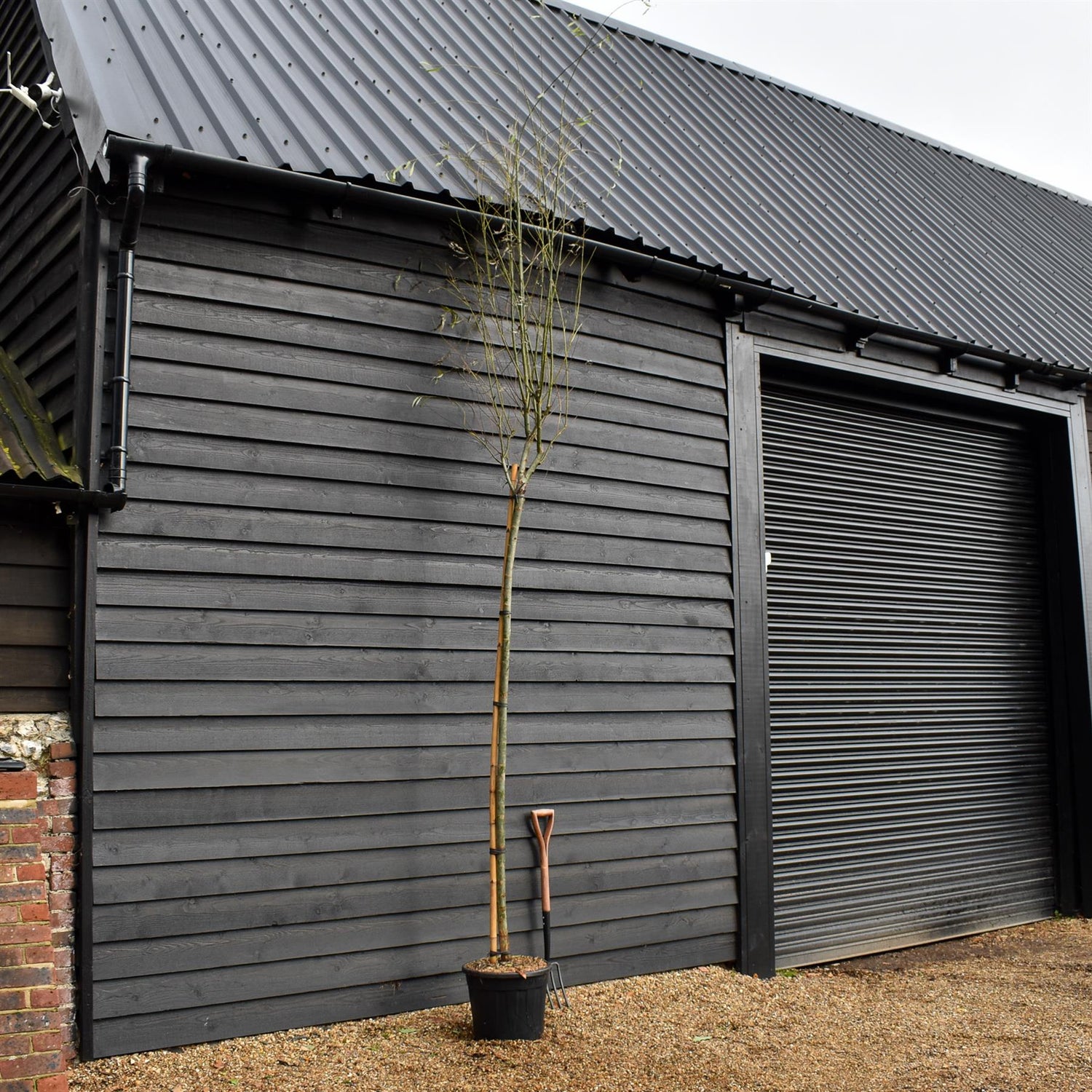 Salix Babylonica Aurea | Golden Weeping Willow -  Clear Stem 200cm - Girth 8-10cm - Height 350-400cm - 70lt