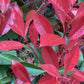 Photinia Red Robin | Christmas berry 'Little Red Robin' - Frame - 150-160cm, 30lt