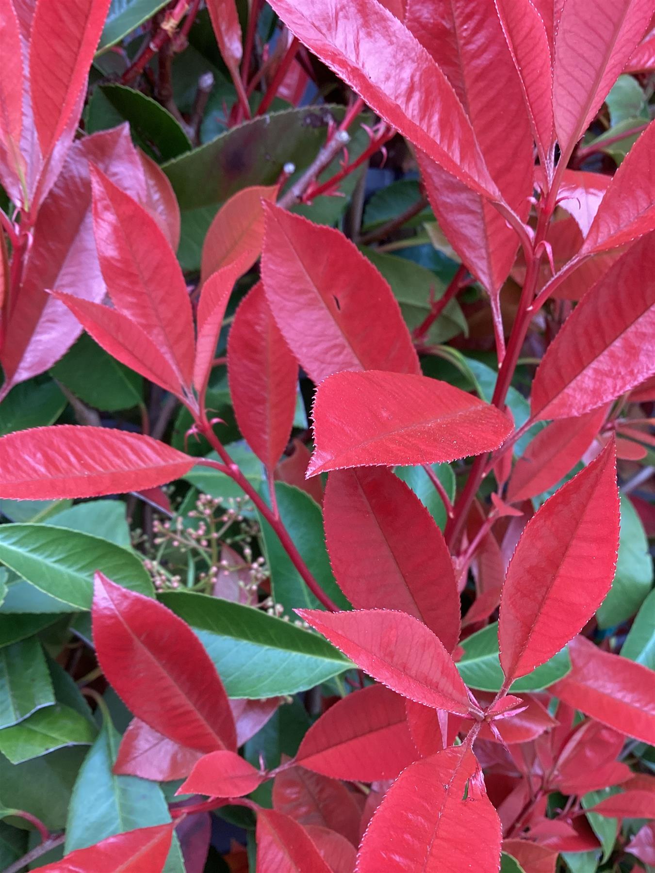 Photinia Red Robin | Christmas berry 'Little Red Robin' - Frame - 150-160cm, 30lt