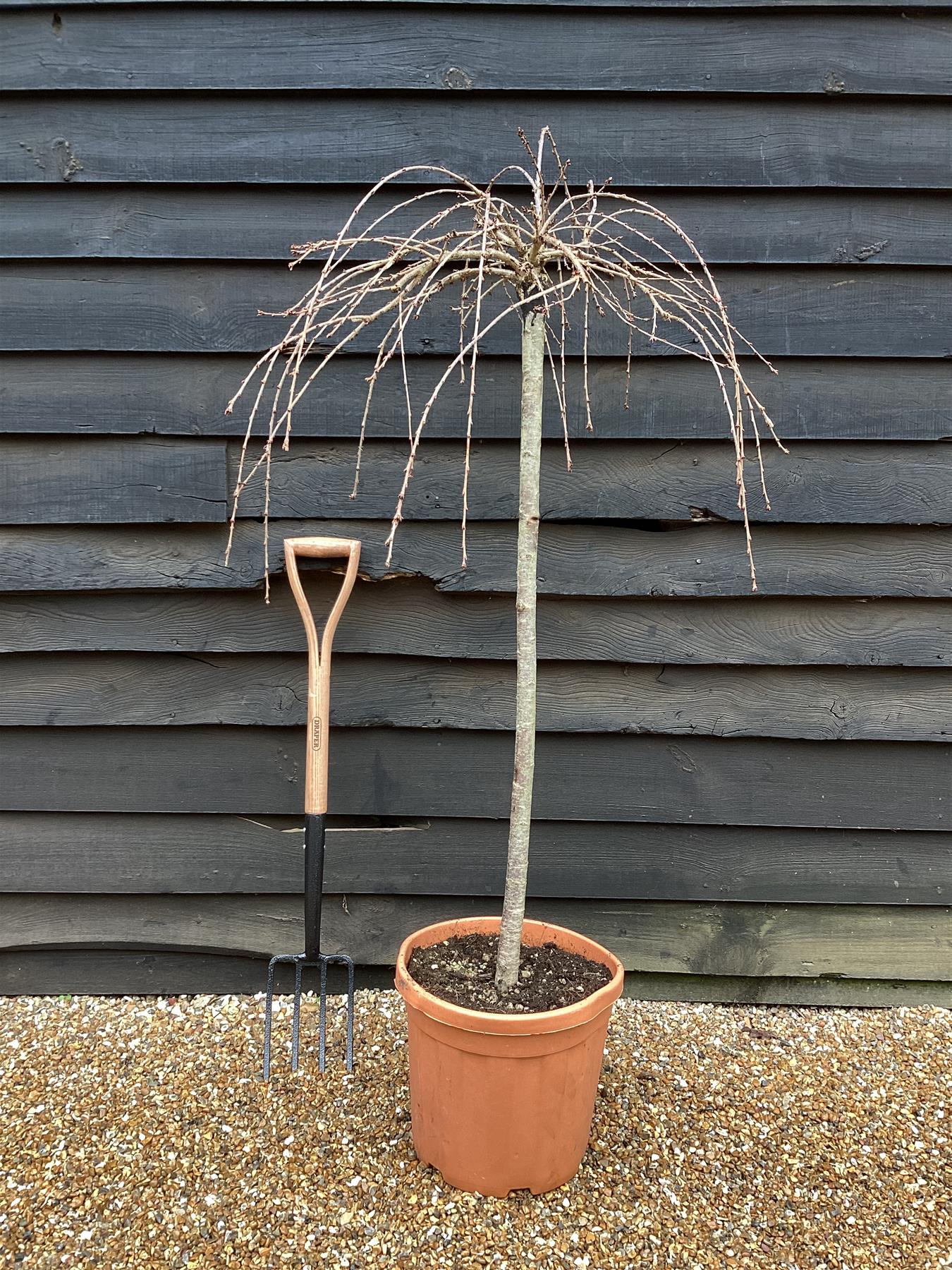 Prunus 'Snow Fountain' | Weeping Cherry Snow Fountain - 1/2 Standard - 120-140cm - 25lt