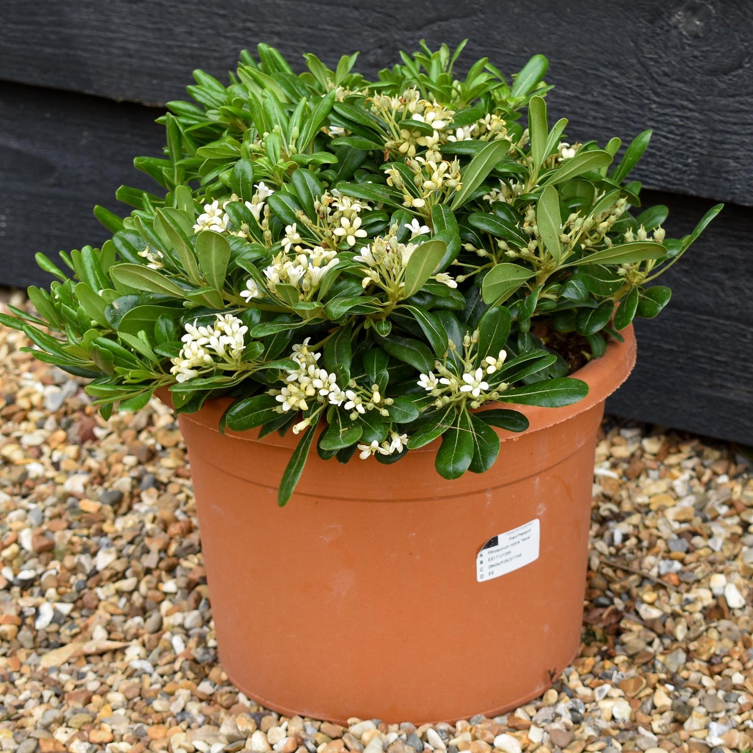 Pittosporum tobira | Austrian laurel -  Height 10-20cm - 8lt