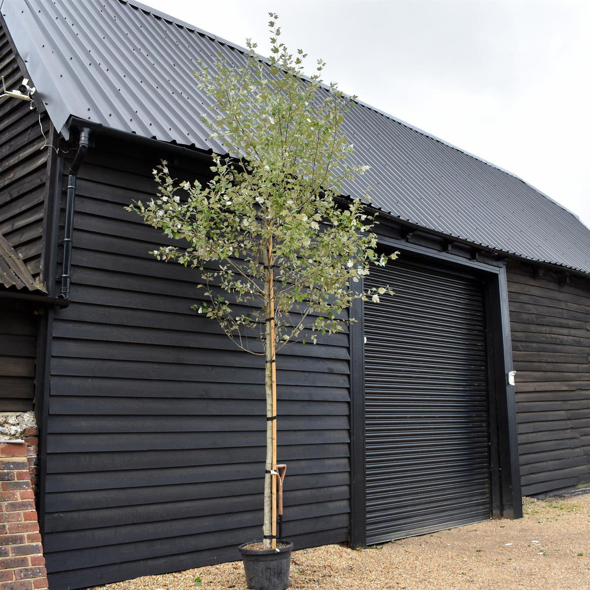 Populus alba | White Poplar Tree - Standard - Clear stem 160-170cm - Height 370-400cm - 45lt