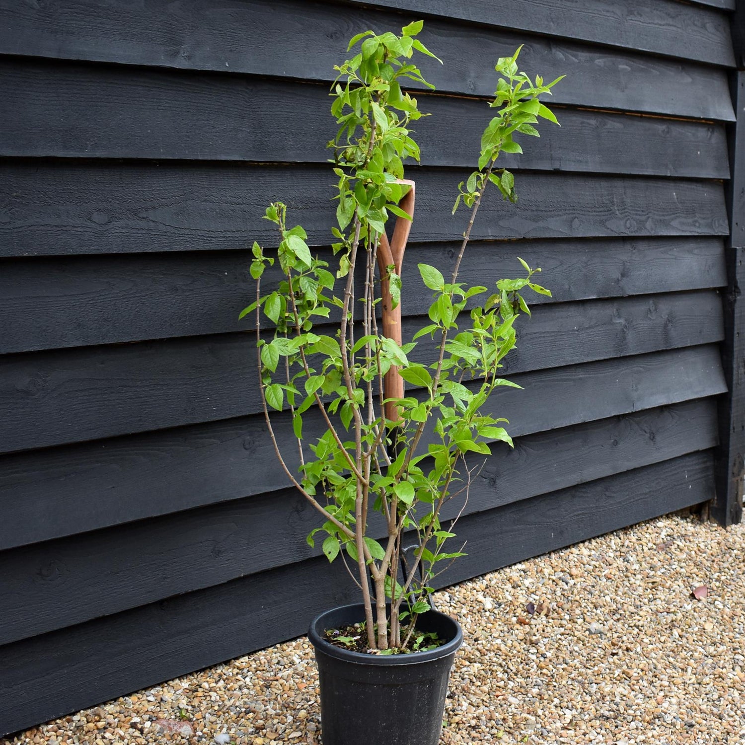Wintersweet | Chimonanthus Praecox - Shrub - Height 100-120cm - 10lt
