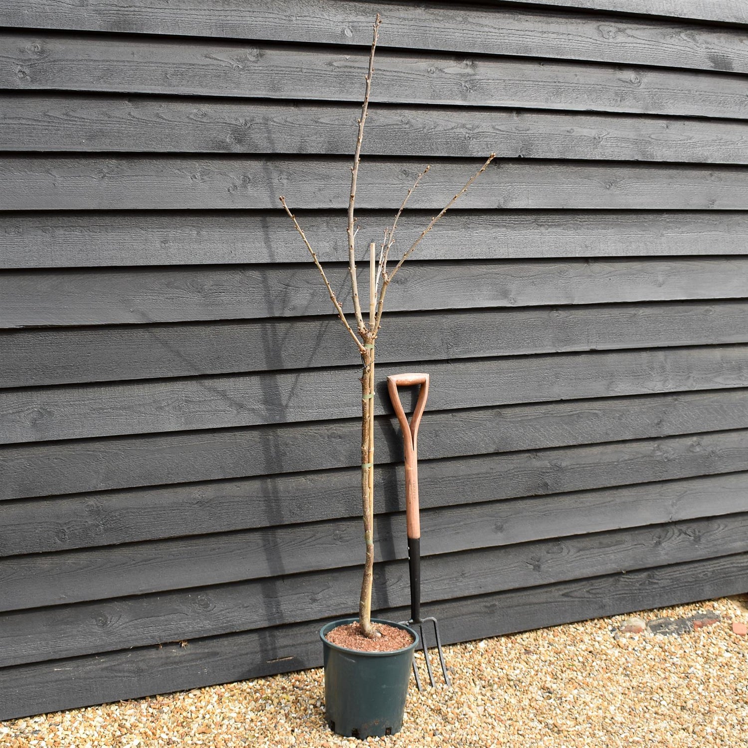 Cherry 'Sunburst' on Gisela | Prunus Avium - Dwarfing - Height 150-180cm -12lt