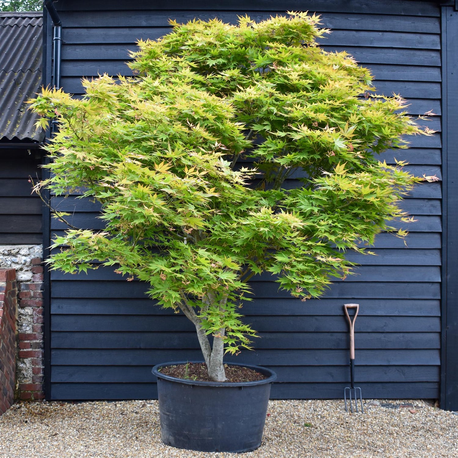 Acer palmatum 'Kogane Nishiki' | Japanese maple Golden Brocade - Specimen Tree - Height 300-320cm - 280lt
