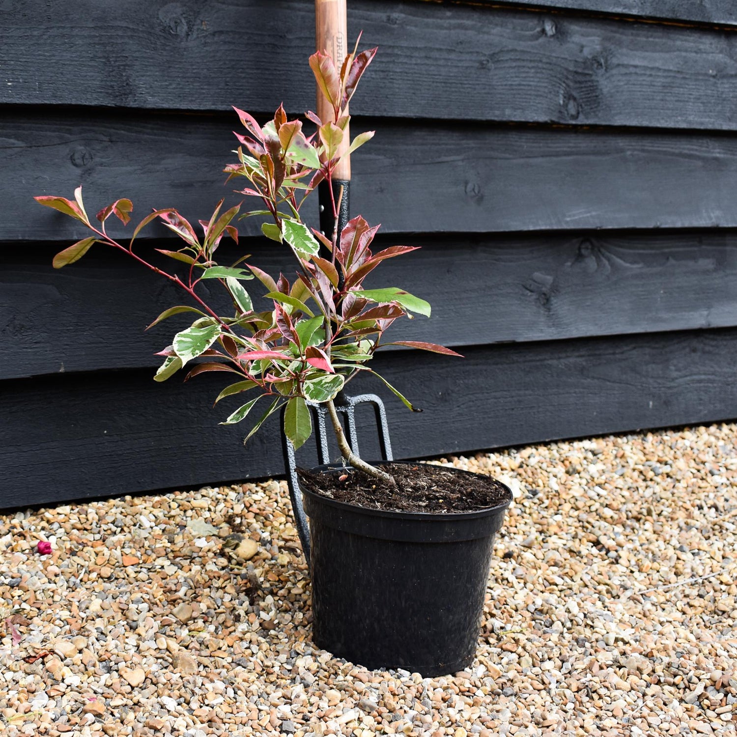 Photinia x fraseri Little Fenna - 2lt