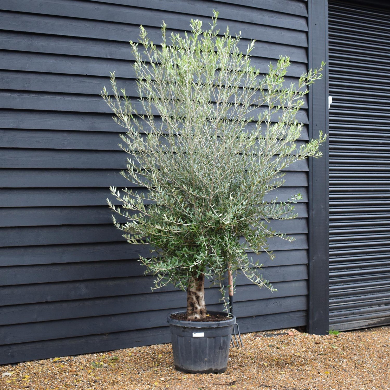 Olive Tree | Olea Europea Specimen 27A - Trunk Height 80cm - Height 220-240cm - 70lt