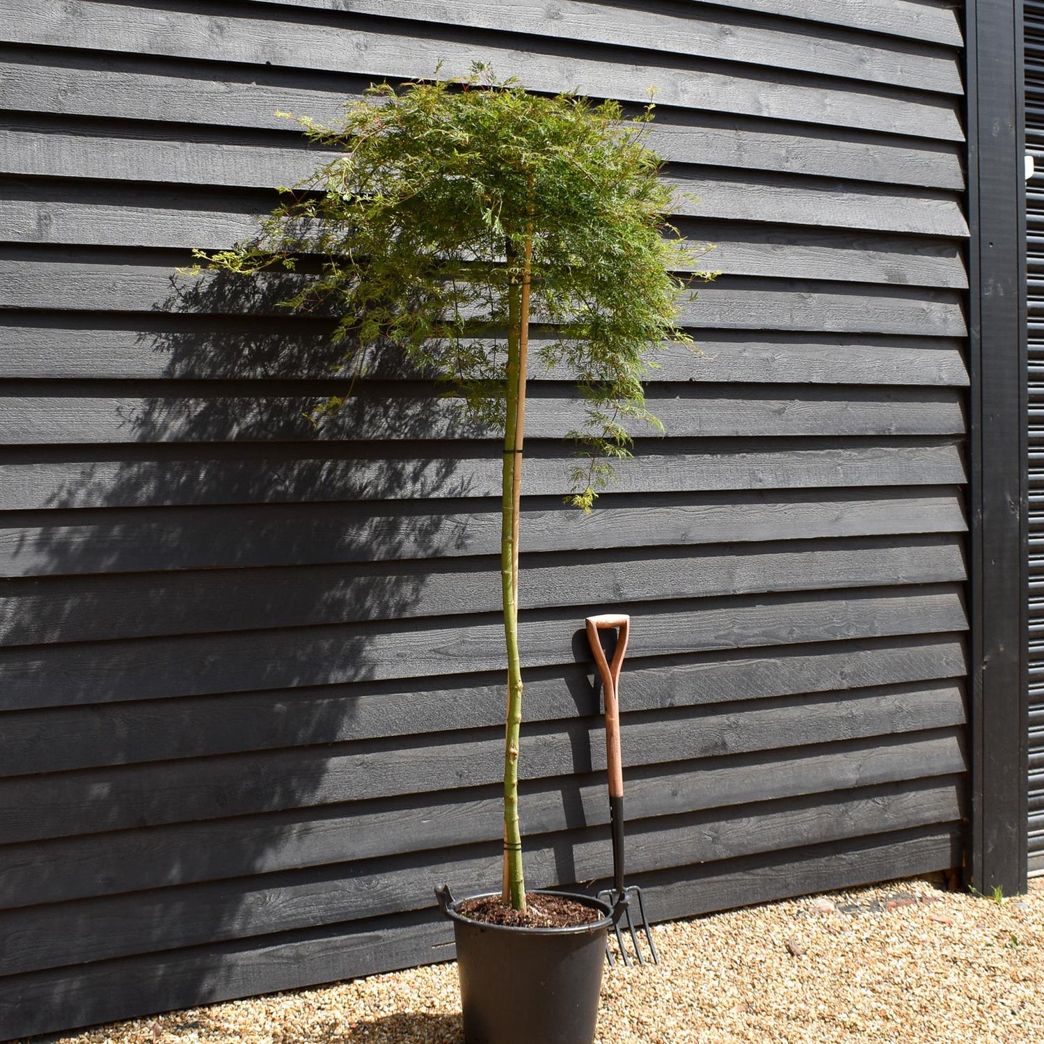 Acer palmatum 'Emerald Lace' | Japanese maple - Three Quarter Standard - Clear Stem 160 - Height 180-190cm - 30lt