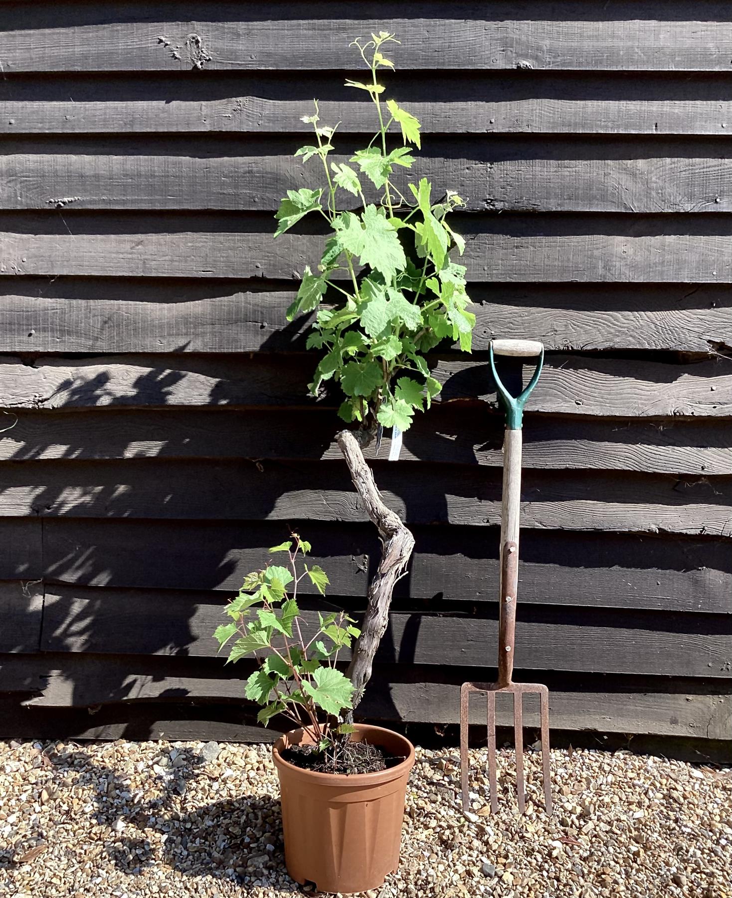 Vitis Vinifera Gnarled Grape Vine - 10lt