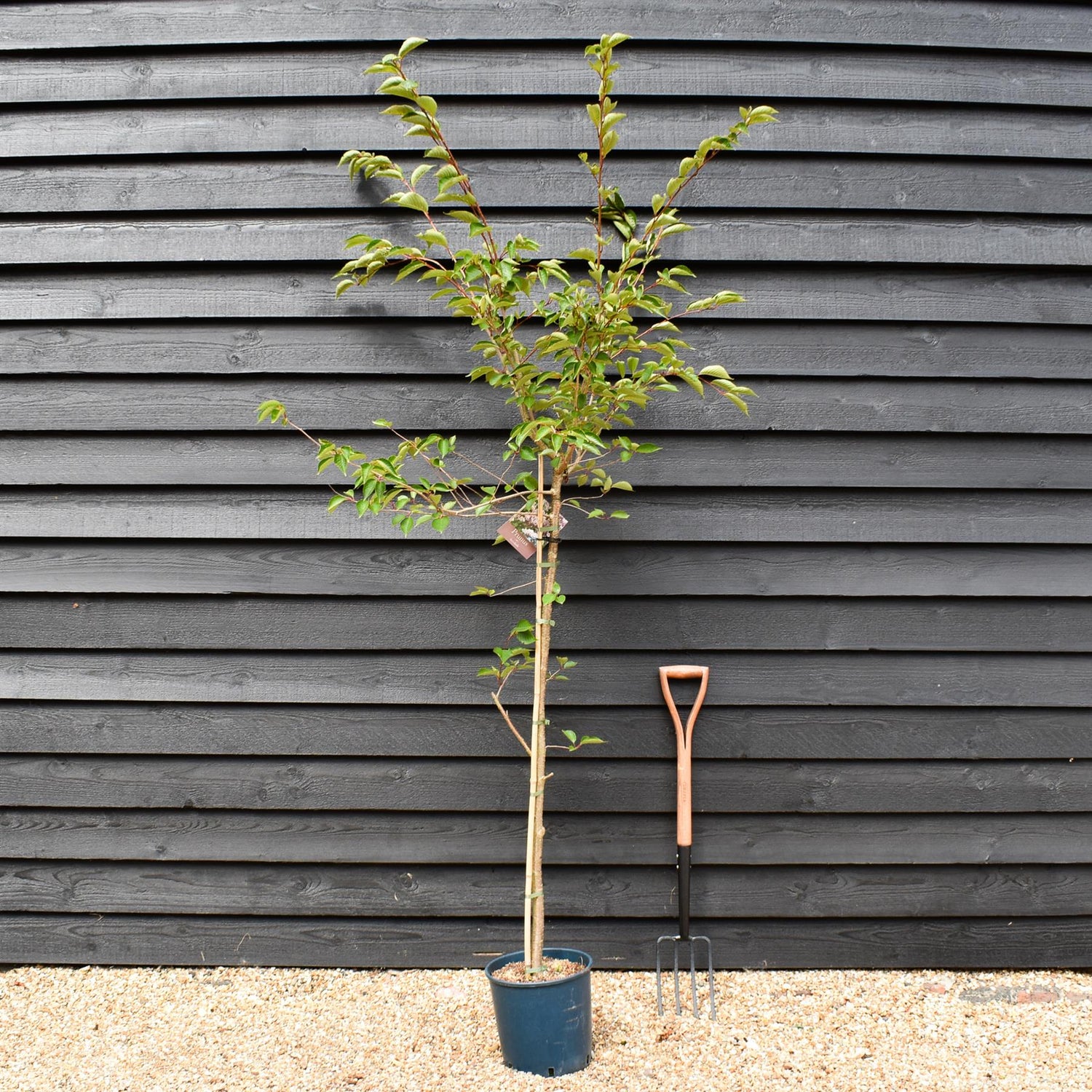 Prunus 'Accolade' | Cherry 'Accolade' - 180-220cm, 10lt