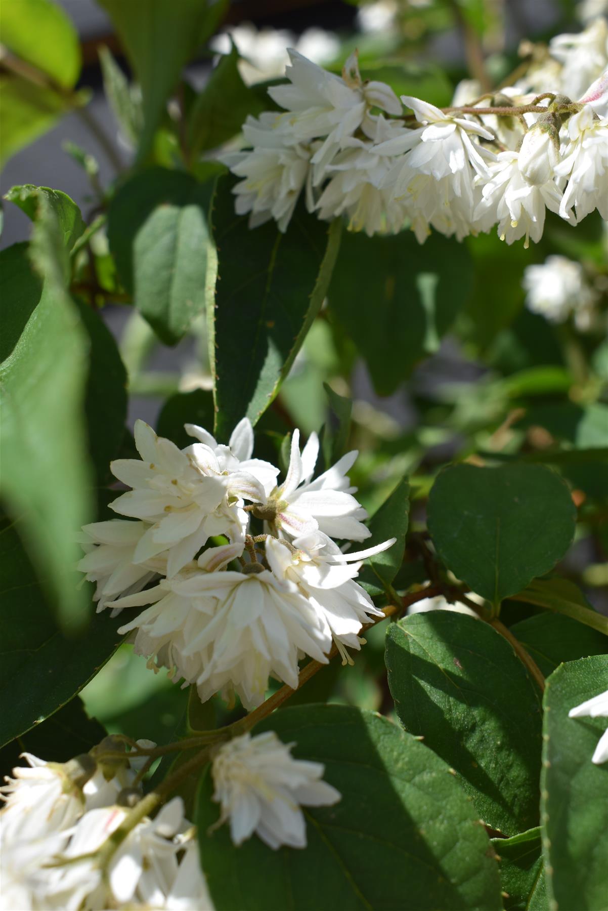 Deutzia scabra 'Plena' - 60-75cm, 10lt