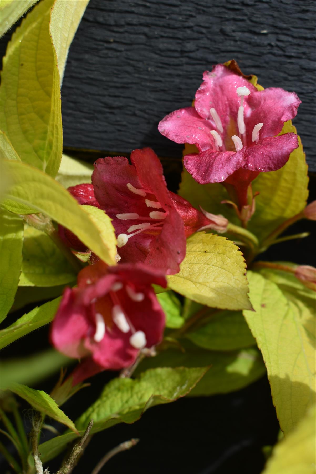 Weigela Rubidor | Rubidor Weigela - Height 25-35cm - 7.5lt